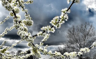 peach blossoms moody sky