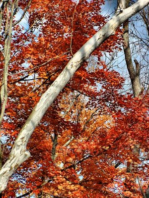 sycamore and maple