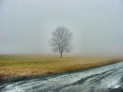 fog'n tree