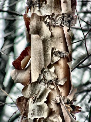 paper bark birch