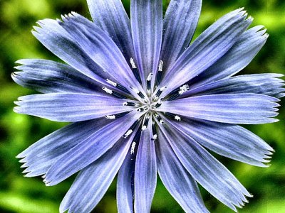 chicory