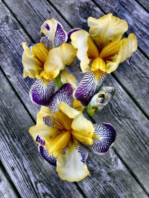 the Lemon Pledge iris