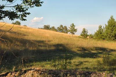 sunlight, shadows on field in summer