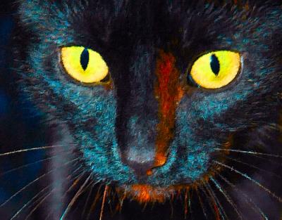 black cat