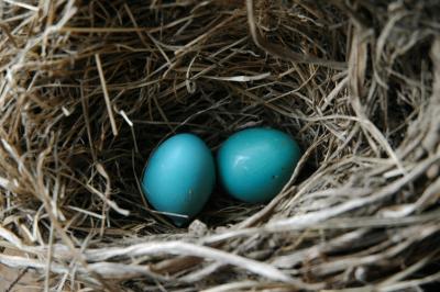 robin eggs in nest