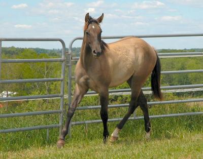 the yearling
