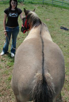 dorsal stripe