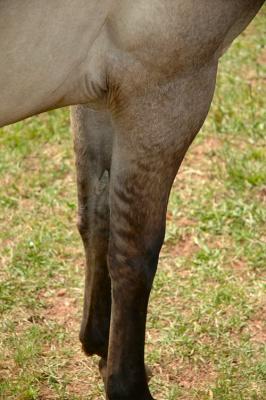 leg stripes