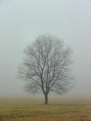 tree in fog 