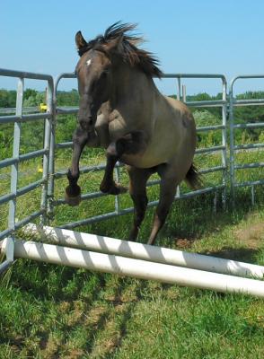evin jumping
