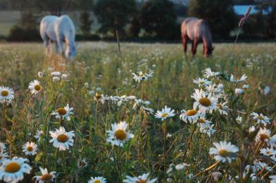 daisies with horses