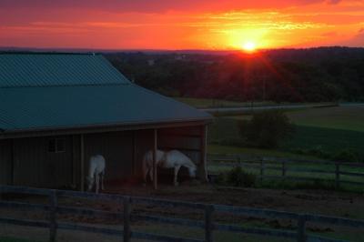 sunset w horses 2