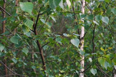 birch trees