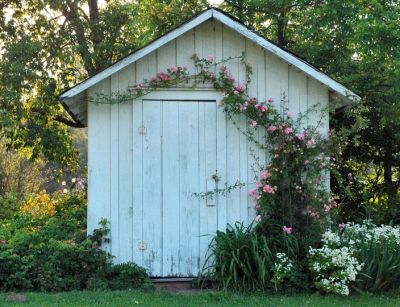 rose-covered garden shed