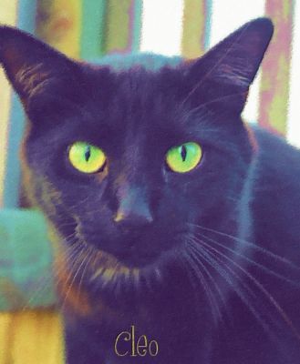 2nd black cat