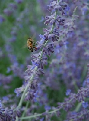 bee in russian sage