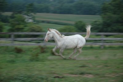 gallop of a war bonnet
