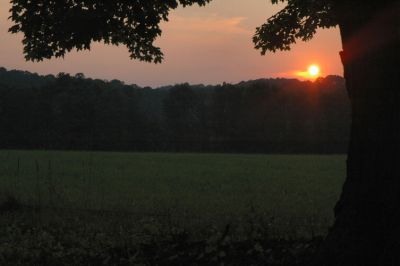 sunset maple