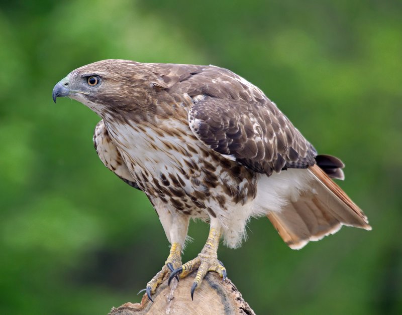 Red-tailed Hawk