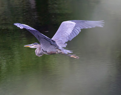 Great Blue Heron In Flight