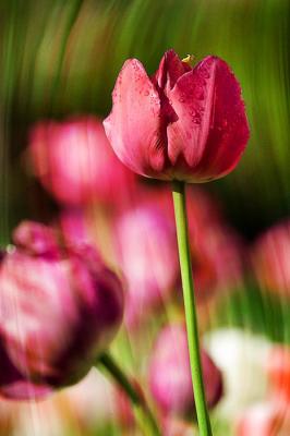 Tulip revisited