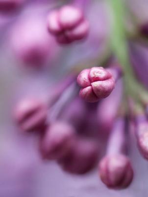 Lilac bud