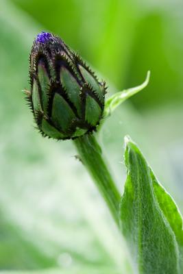 Bachelor button bud