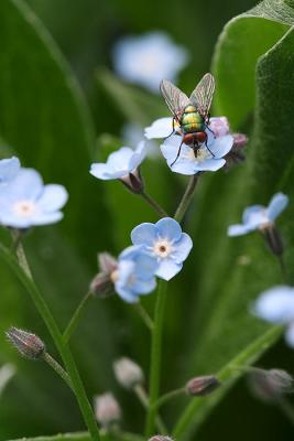Forget-me-nots and visitor