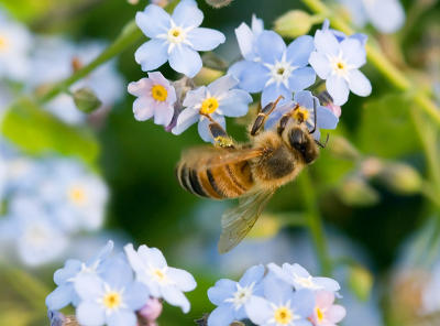 Forget-me-not Bee