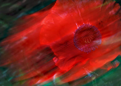 Painted poppy