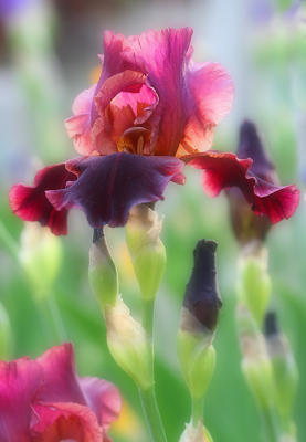 Most beautiful iris