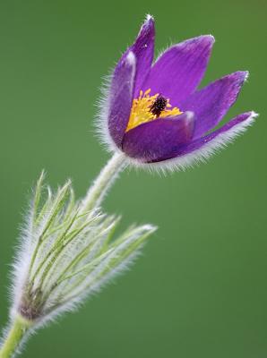 Pasque Flower