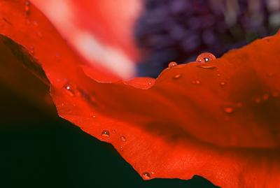 At the edge of a poppy