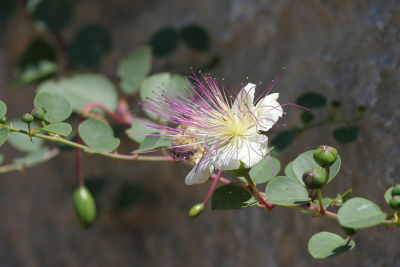 Rock flower