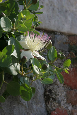 Clinging to the castle wall