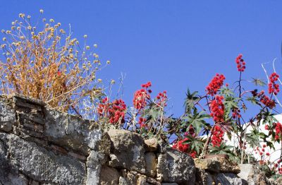 Flowers growing on a ruined building