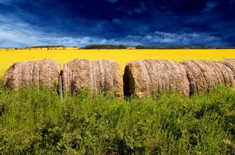 Bales of Hay