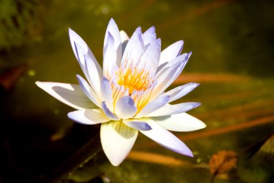 White Water Lily