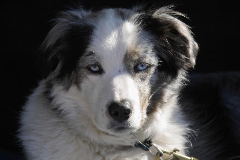 Old Blue Eyes