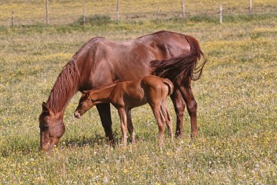 15 Mare and Foal