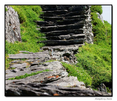 Good thing puffins don't have to climb the 600 steps