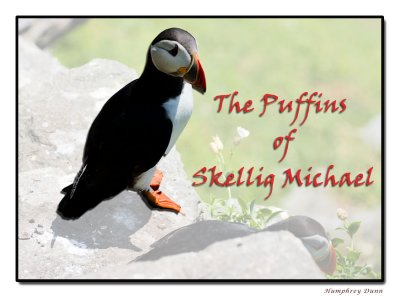 The Puffins of Skellig Michael