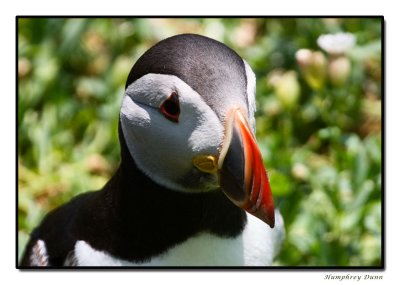 Are there really Puffins on Skellig Michael?