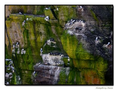 Puffins don't own the island