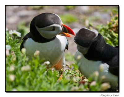 Puffins are very peaceful and never fight...HEY!