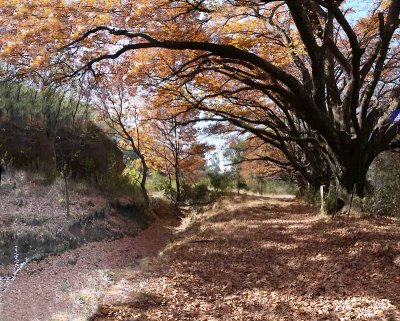 Old oaks lining a stream