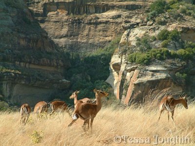 Startled Impala dart away