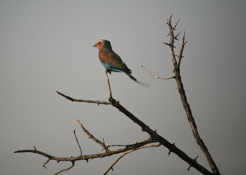 Lilac-Breasted Roller