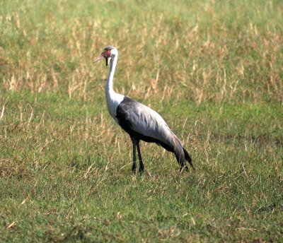 Wattled Crane