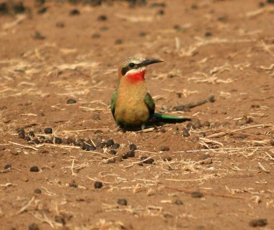 White-Fronted Bee-eater